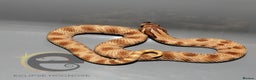Snake reptiles for sale: Hognose snakes  - Advert 14