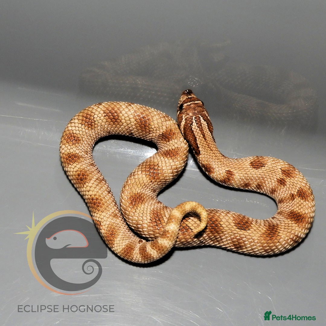 Snake reptiles for sale: Hognose snakes  - Image 9