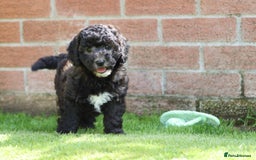 Cavapoochon dogs for sale: Beautiful Cavapoochon female puppy for sale - Image 12
