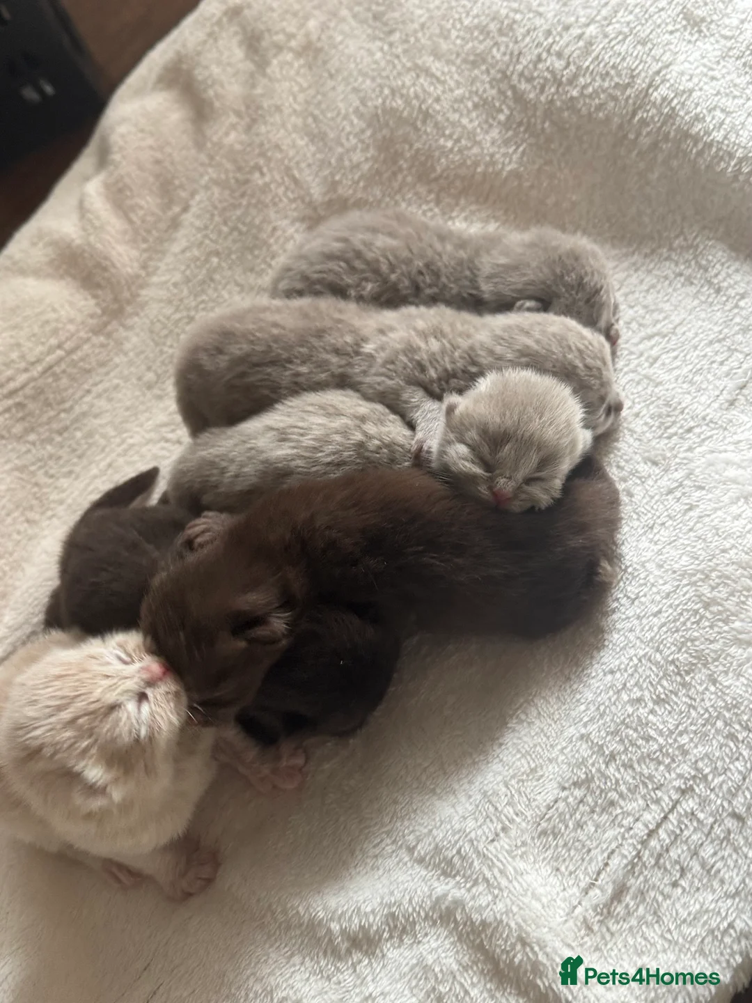 British Shorthair cats for sale: 🤎BSH kittens 💜TICA REG  in Chorley - Advert 5