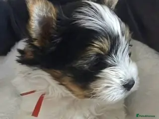 Yorkshire Terrier dogs Adorable Biewer Yorkshire Terriers - Advert 2