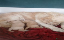 Golden Retriever dogs for sale: 7 kc golden retrievers left  - Image 7