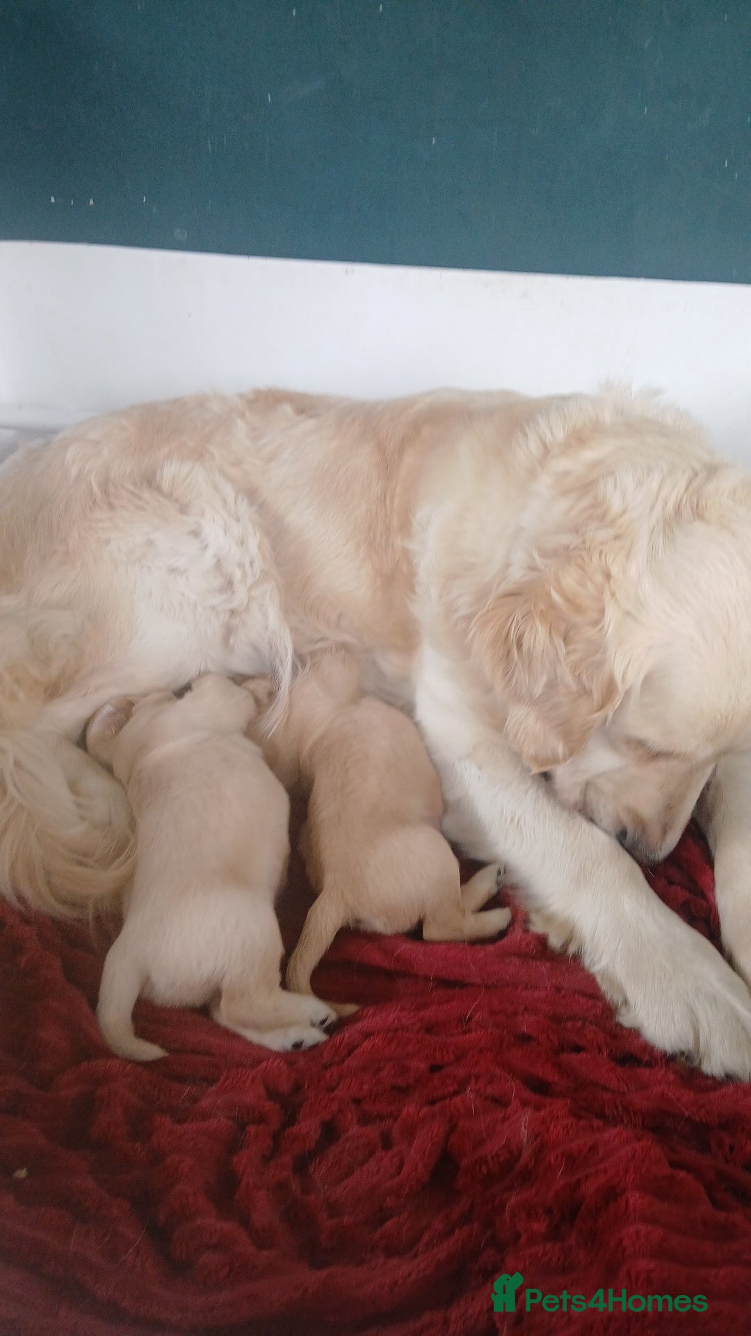 Golden Retriever dogs for sale: 7 kc golden retrievers left  - Image 7