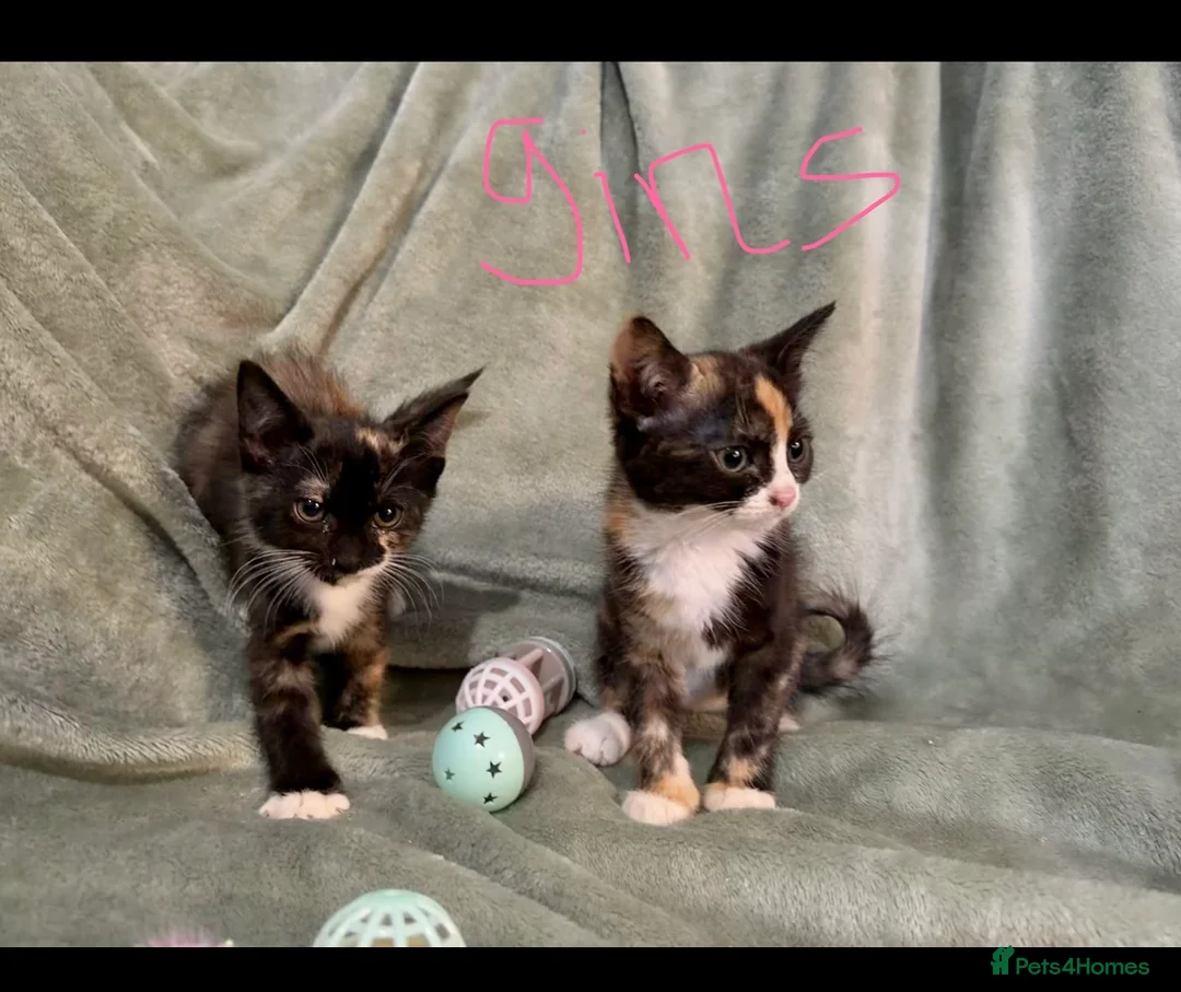 Mixed Breed cats for sale: 3 kittens looking for loving homes  - Advert 2