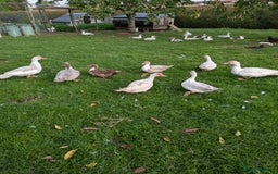 Ducks poultry for sale: Muscovy ducks  - Image 2