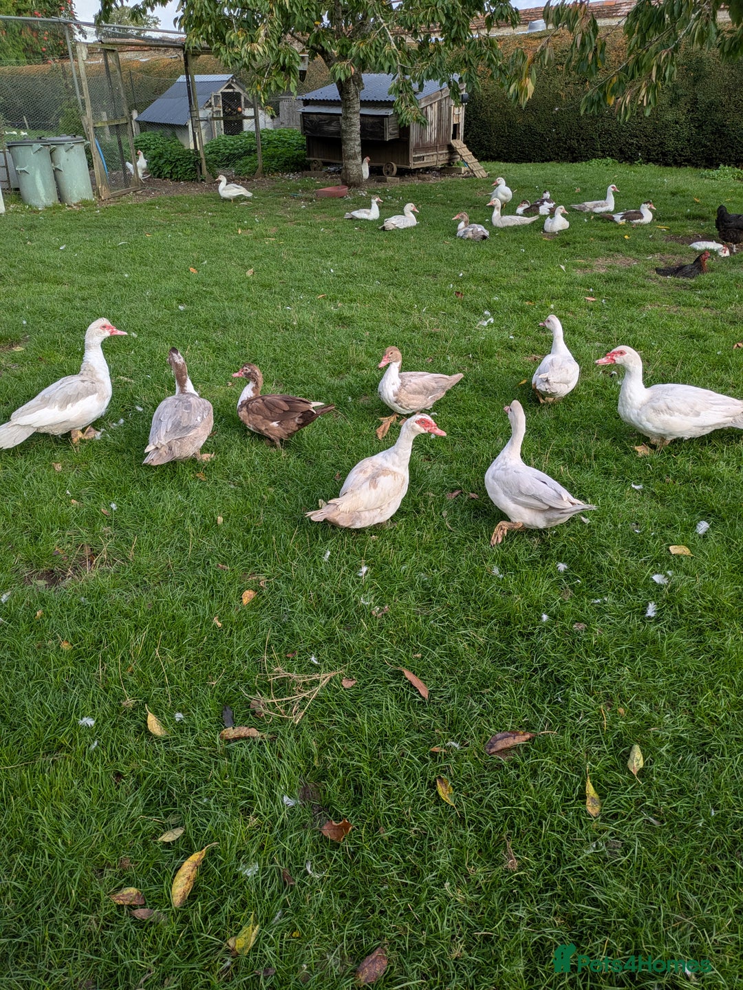 Ducks poultry for sale: Muscovy ducks  - Image 2