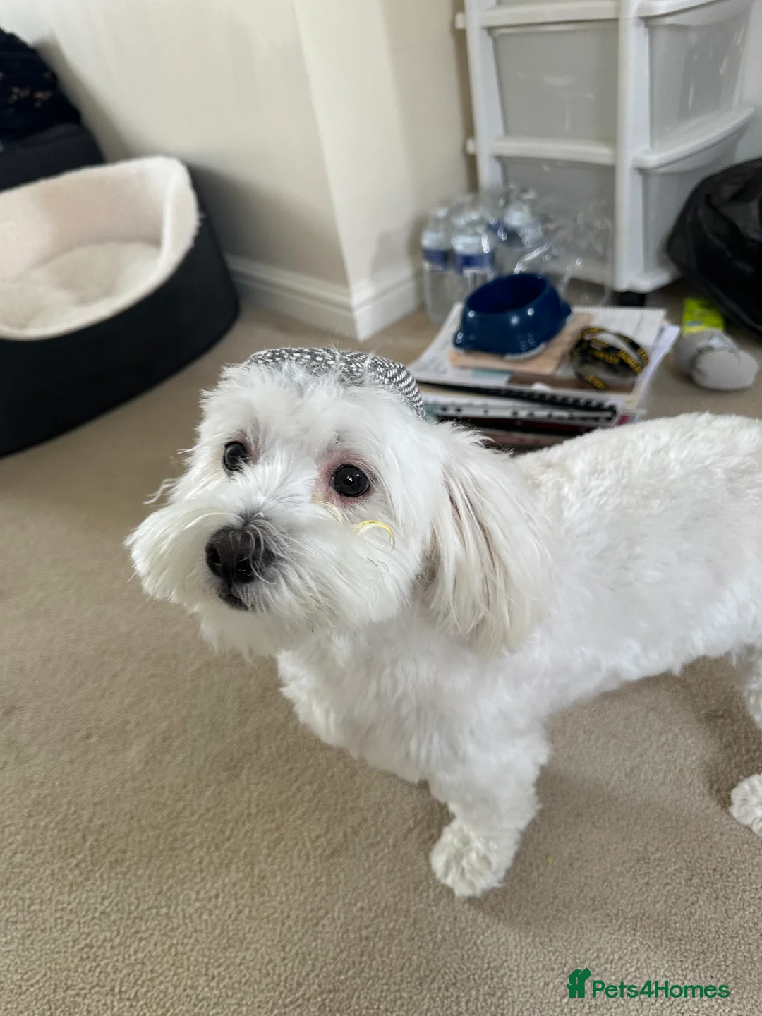 Maltese dogs for sale: Maltese Boy for Sale (4 years old) - Advert 14