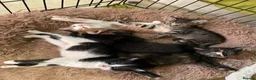 Mixed Breed cats for sale: Kittens for sale in Bridport - Advert 1