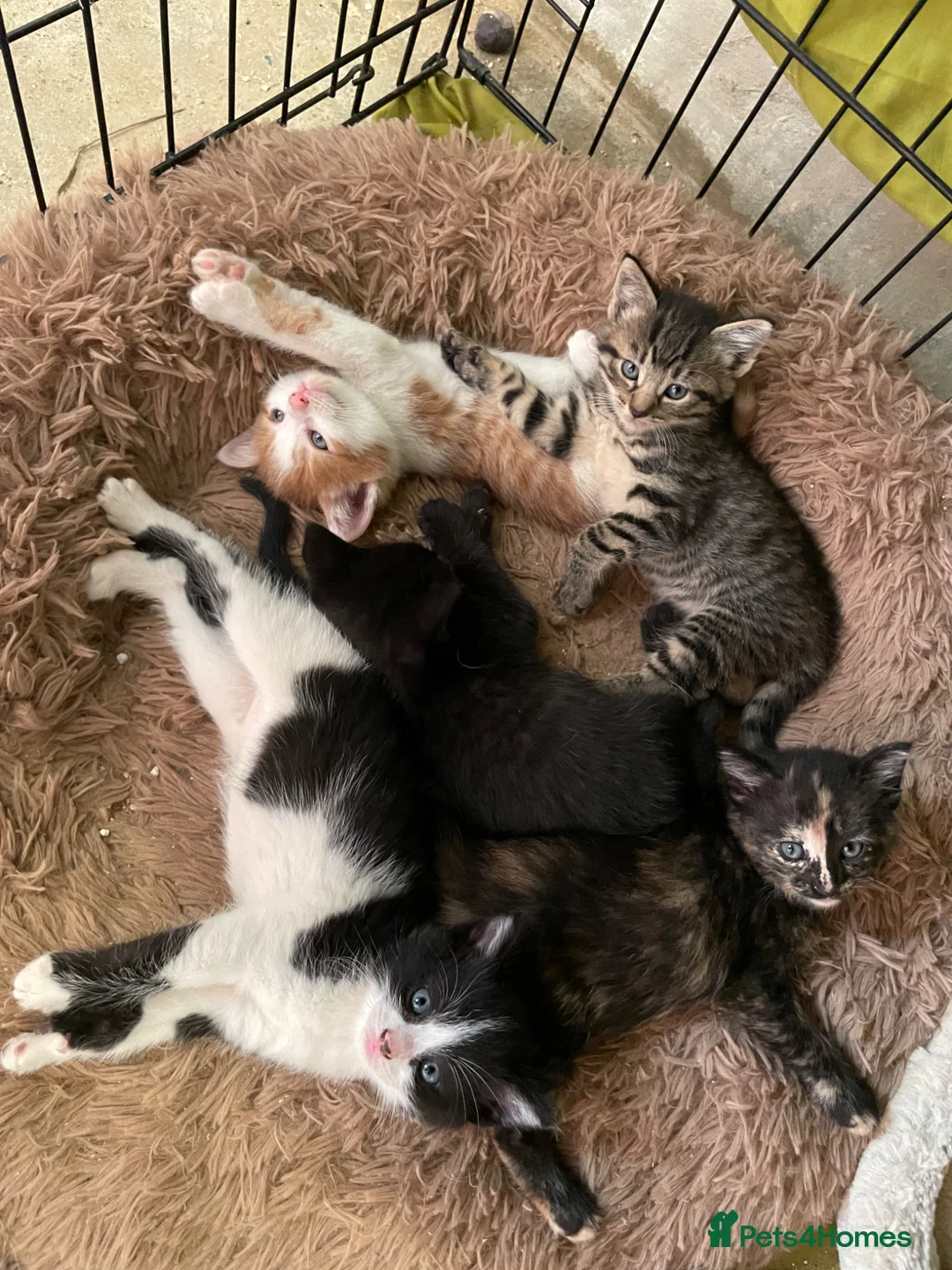 Mixed Breed cats for sale: Kittens for sale in Bridport - Advert 1