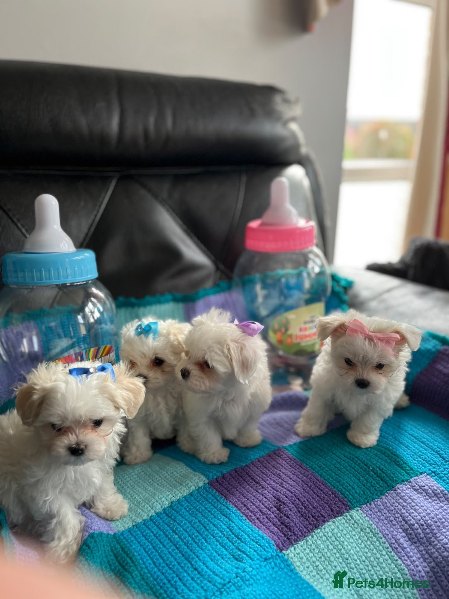 Maltese dogs Gorgeous Maltese Puppies  - Advert 10