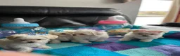 Maltese dogs for sale: Gorgeous Maltese Puppies  - Advert 2