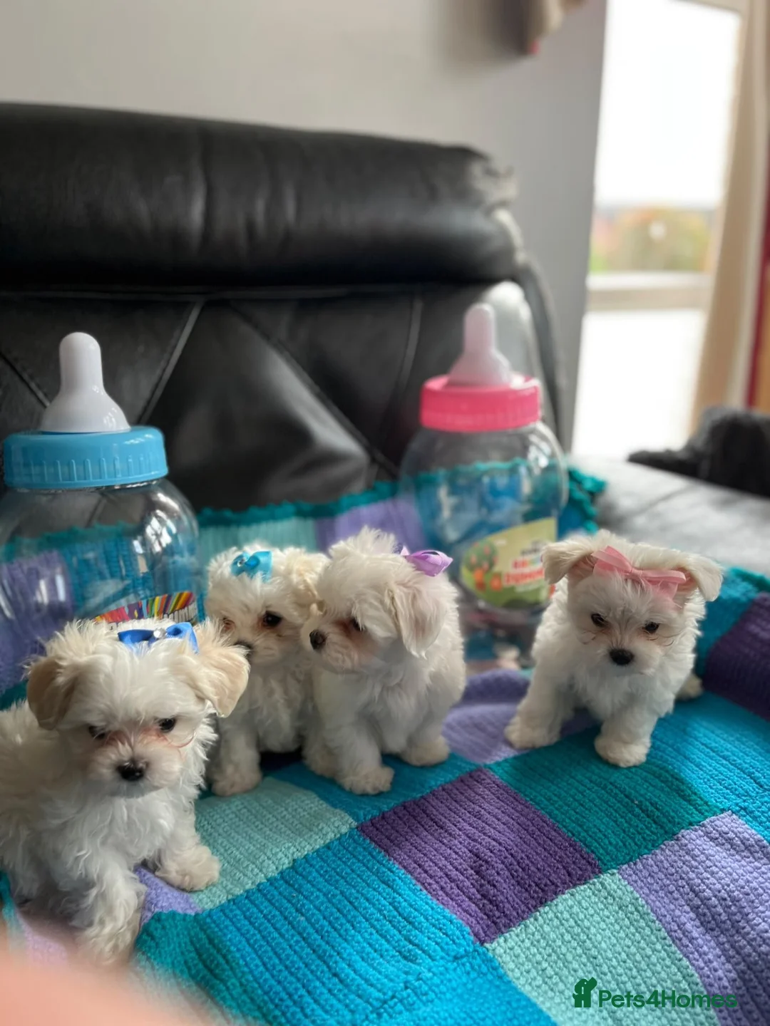 Maltese dogs for sale: Gorgeous Maltese Puppies  - Advert 2