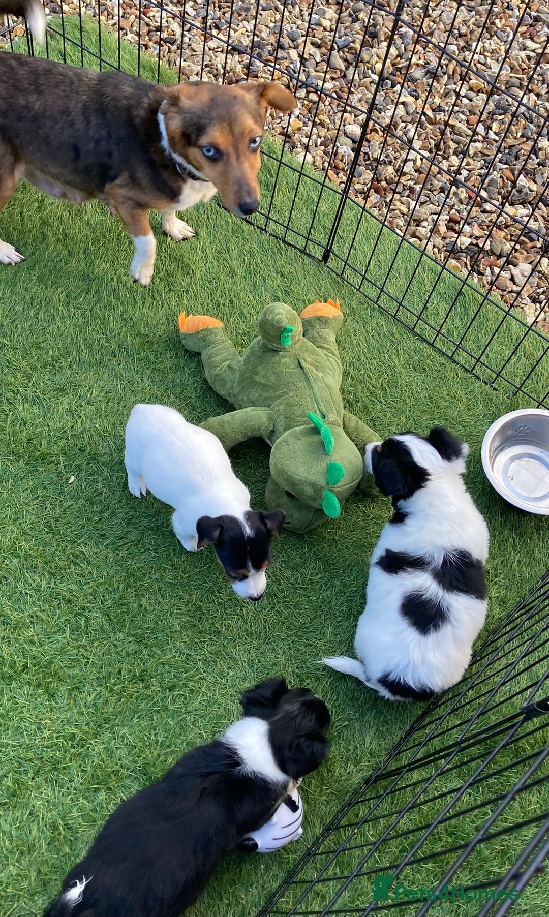 Jack Russell dogs for sale: Our 5 beautiful Jack russle pups for sale  - Advert 7