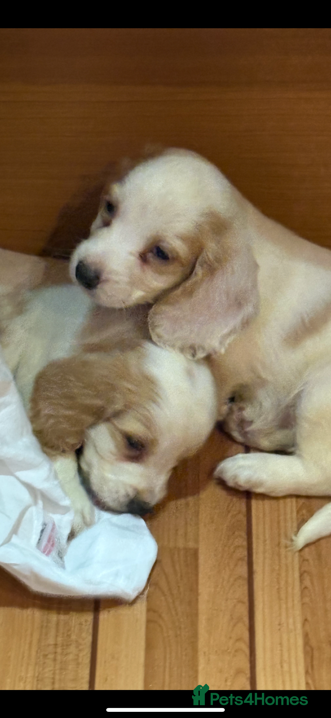 Cocker Spaniel dogs Beautiful cocker spaniels puppies 🐶 - Advert 3