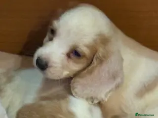 Cocker Spaniel dogs Beautiful cocker spaniels puppies 🐶 - Advert 3