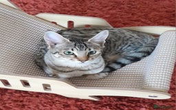 Savannah cats for sale: F5 Full Pedigree Tica Registered Girl Kitten - Image 8