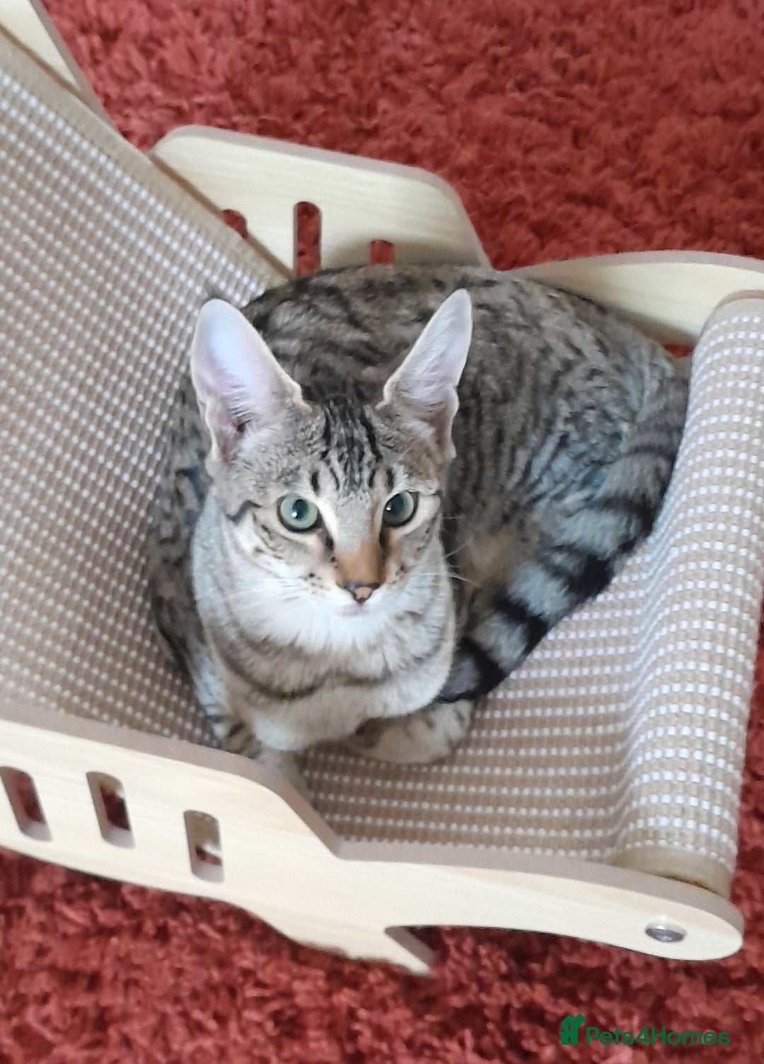 Savannah cats for sale: F5 Full Pedigree Tica Registered Girl Kitten - Image 8
