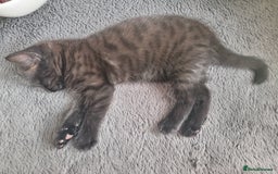 Mixed Breed cats for sale: Beautiful black female kitten - Image 4