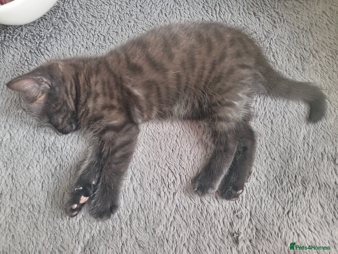 Mixed Breed cats for sale: Beautiful black female kitten - Image 4