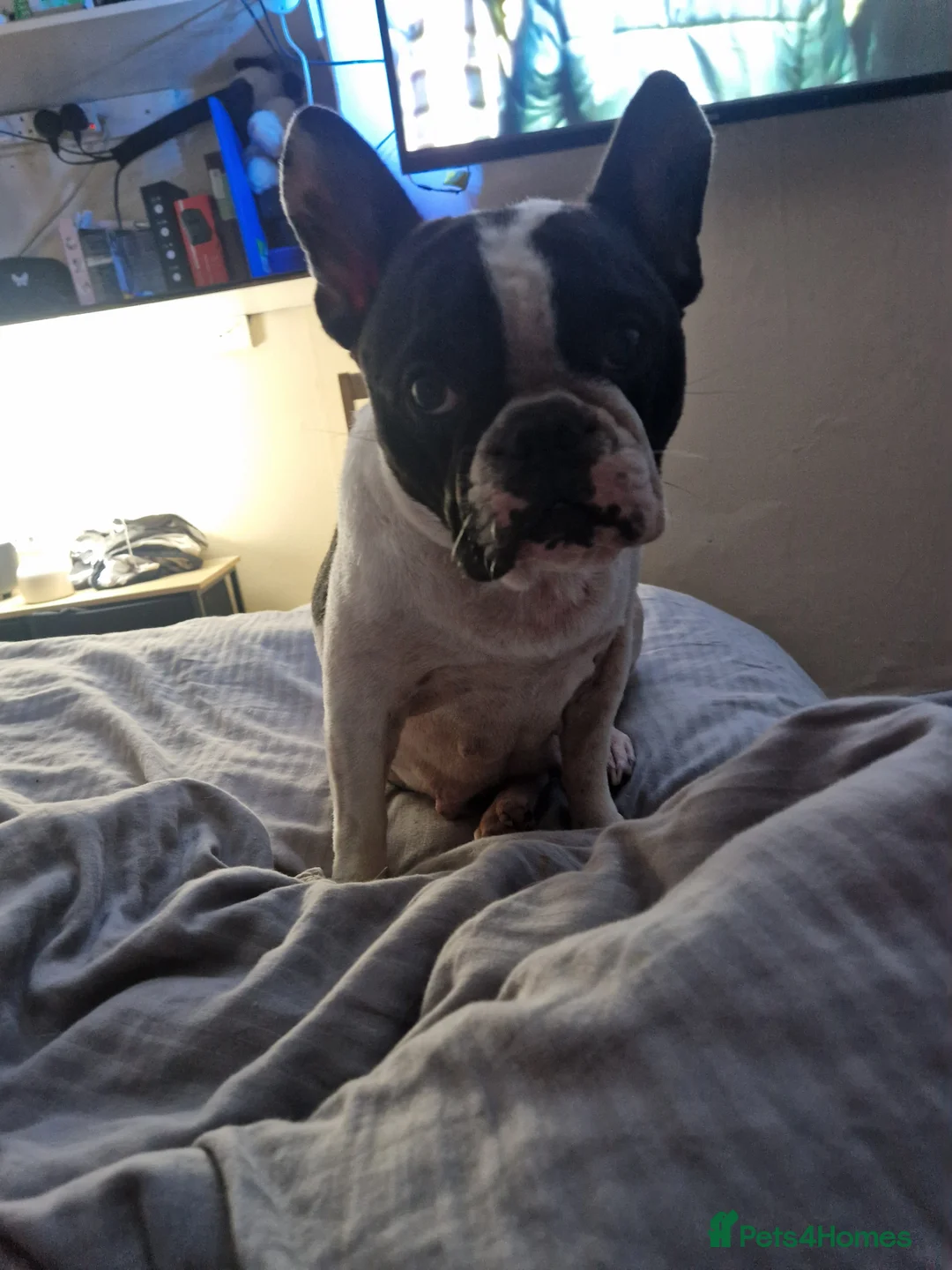 French Bulldog dogs for sale: 2 female French bulldog pups - Advert 1