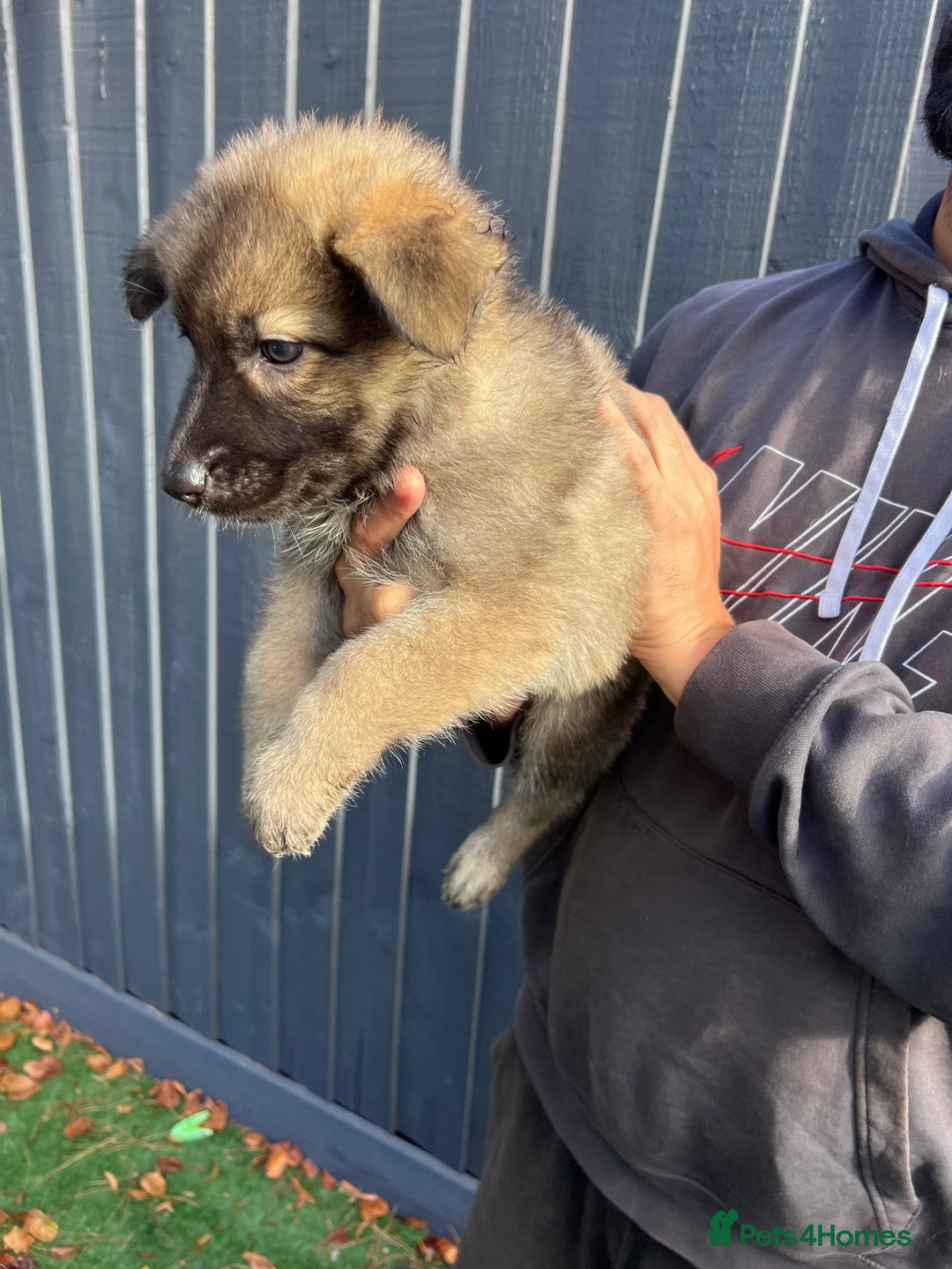 German Shepherd dogs for sale: German Shepherd Puppies, Ready to leave next week - Image 19