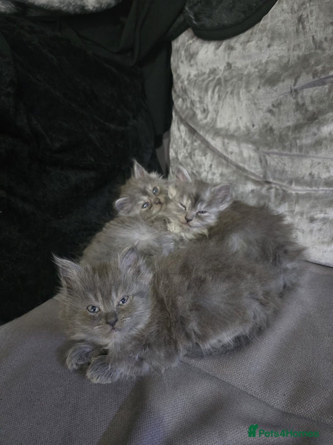 Persian cats for sale: 3 stunning Persian kittens ready now.  - Advert 12