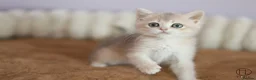 British Shorthair cats for sale: TICA Blue Golden BSH/BLH kittens looking for homes - Advert 10