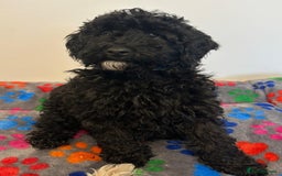Cavapoo dogs for sale: 🐾 Beautiful F1B Cavapoo Puppies — Ready Now 🐾 - Image 11