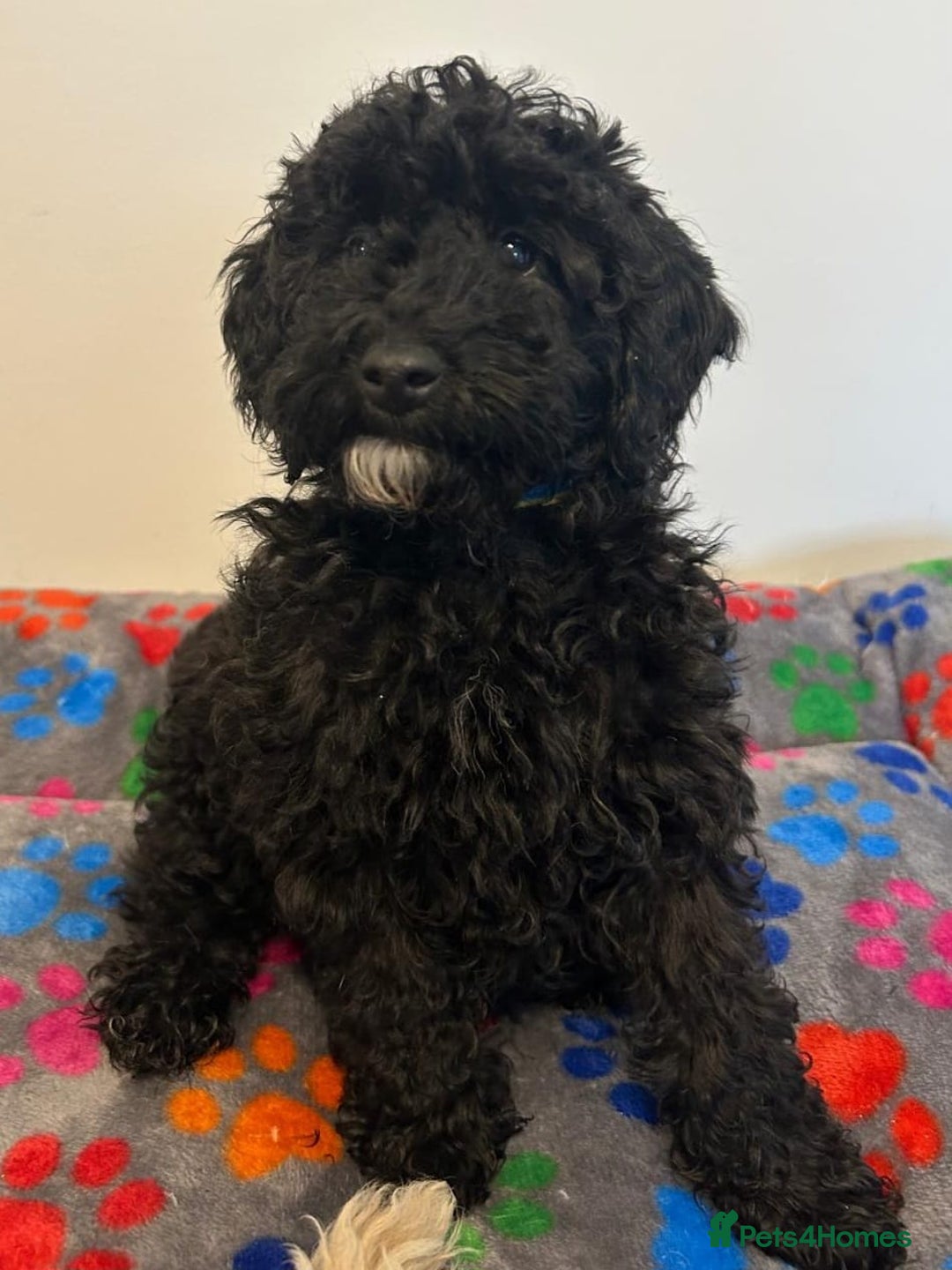 Cavapoo dogs for sale: 🐾 Beautiful F1B Cavapoo Puppies — Ready Now 🐾 - Image 11