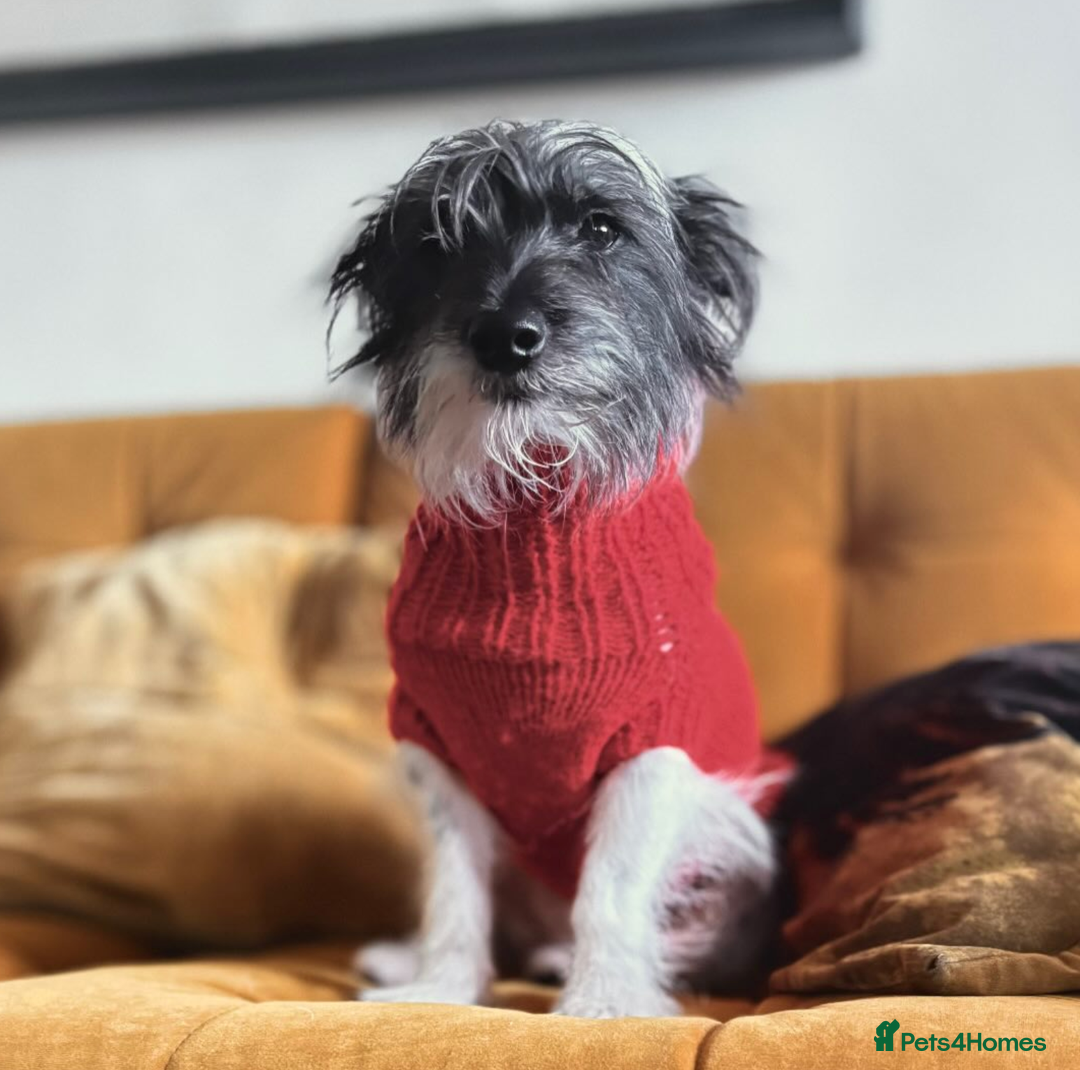 Mixed Breed dogs for sale: Daxijax/Jackshund/Dachshund/Jack - READY TO GO - Advert 11