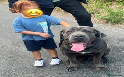 Cane Corso dogs for stud: Big Baloo 🦍🐻🦁 - Image 9