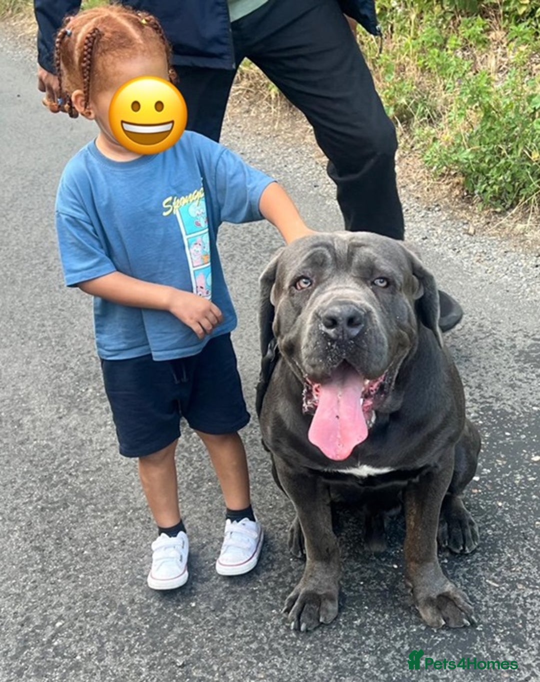 Cane Corso dogs for stud: Big Baloo 🦍🐻🦁 - Image 9