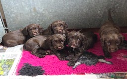 Sprocker dogs for sale: 6 beautiful Sprockers for sale - Image 12