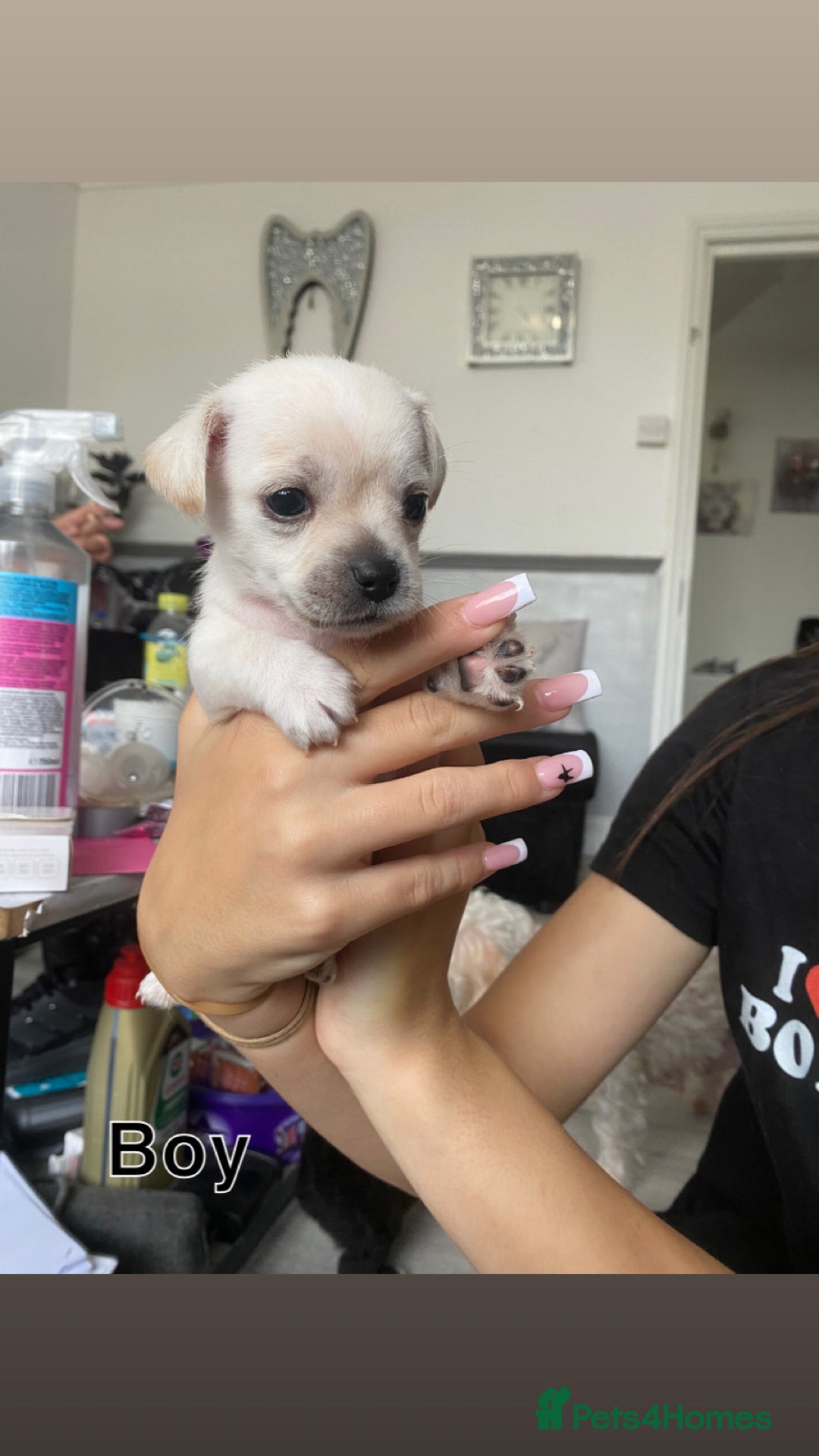 Mixed Breed dogs for sale: Puppies for sale - Image 5