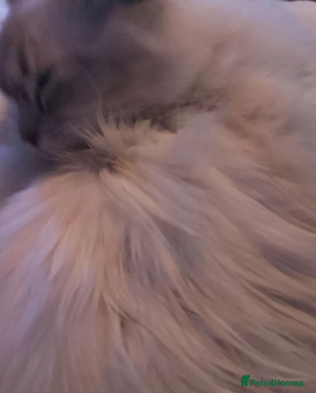 Ragdoll cats for sale: Beige ginger kitten  - Advert 4