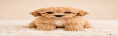Cavapoo Puppy 5