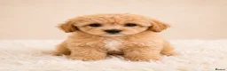Cavapoo dogs for sale: Cavapoo Puppies  - Advert 8