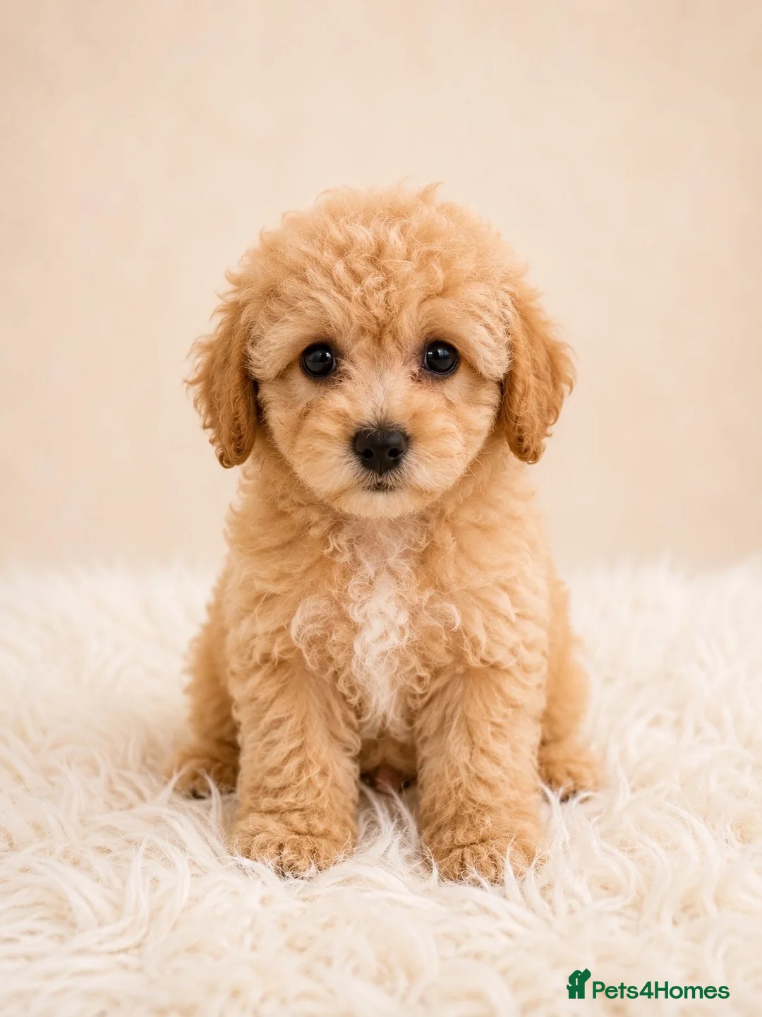 Cavapoo dogs for sale: Cavapoo Puppies  - Advert 8