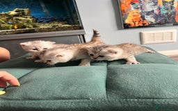 Scottish Fold cats for sale: 3 Scottish fold girls for sale. - Image 5