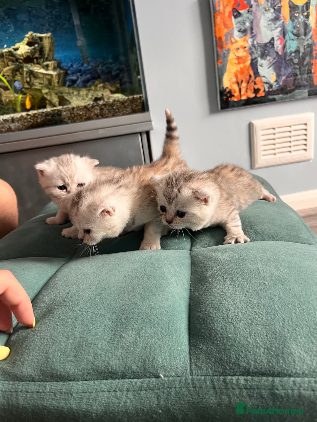Scottish Fold cats for sale: 3 Scottish fold girls for sale. - Image 5
