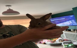 Mini Lop rabbits for sale: 8 baby rabbits - Image 5