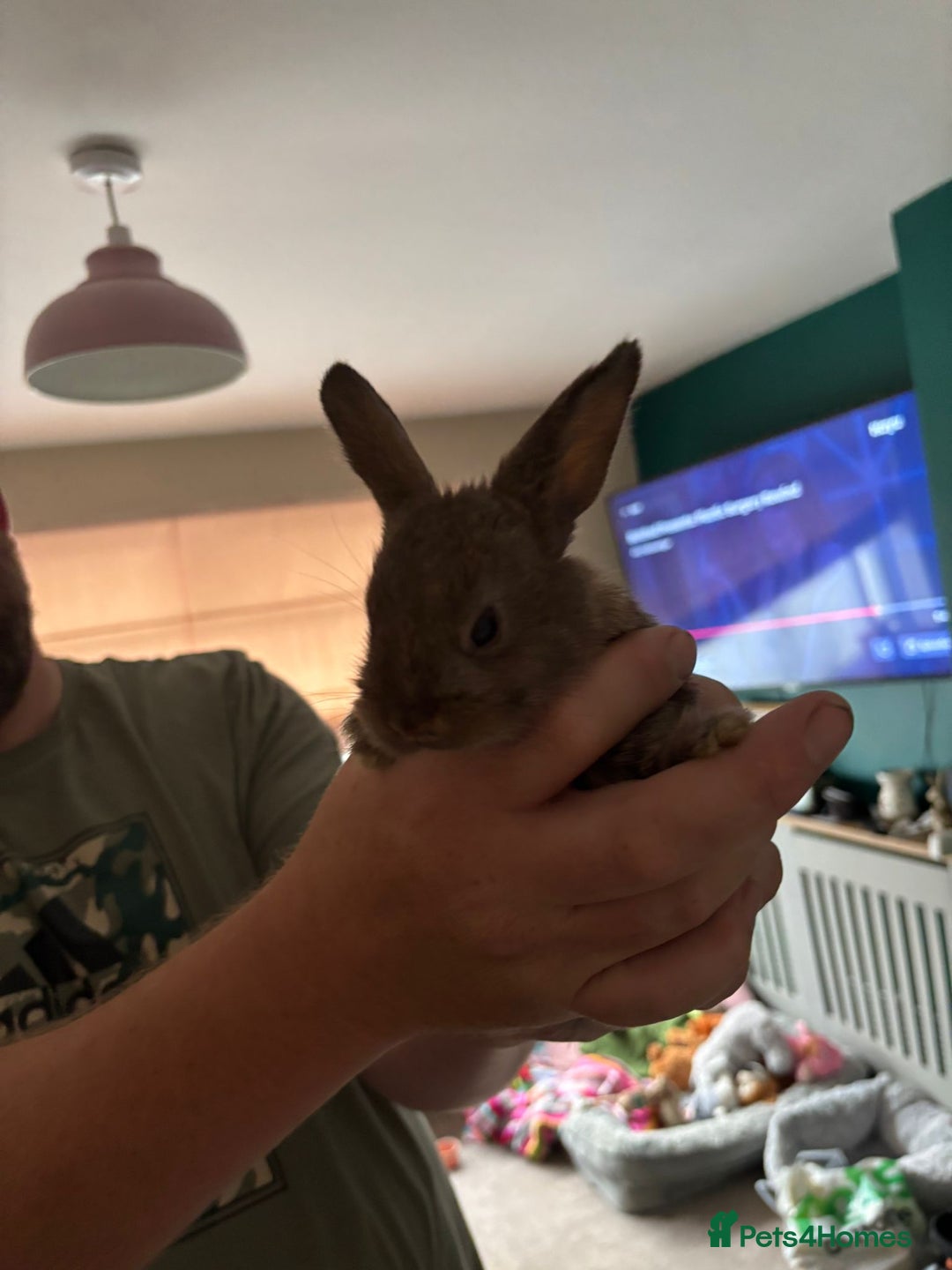 Mini Lop rabbits for sale: 8 baby rabbits - Image 5