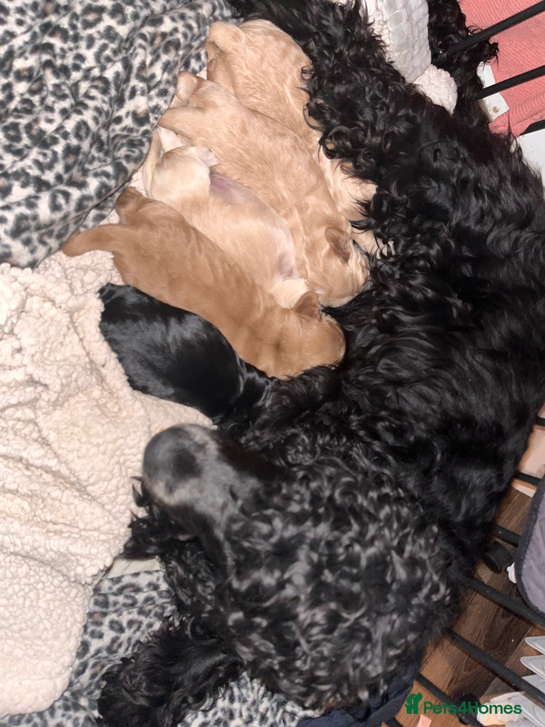 Cockapoo dogs for sale: Cocker spaniel/Cockapoo Pups - Advert 25