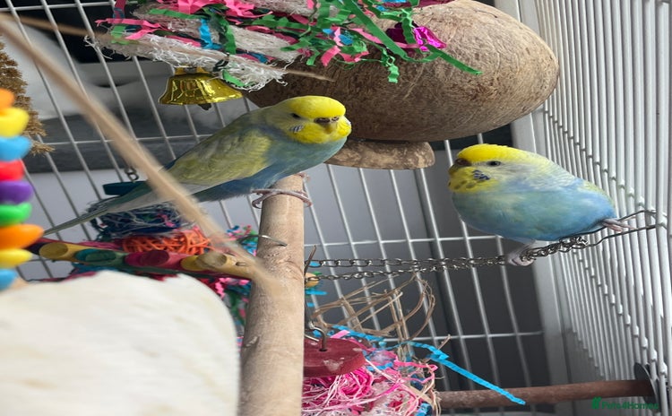 Budgerigars birds - Advert 5