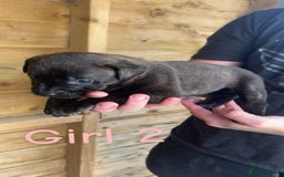Presa Canario dogs for sale: Presa Canario  - Image 4