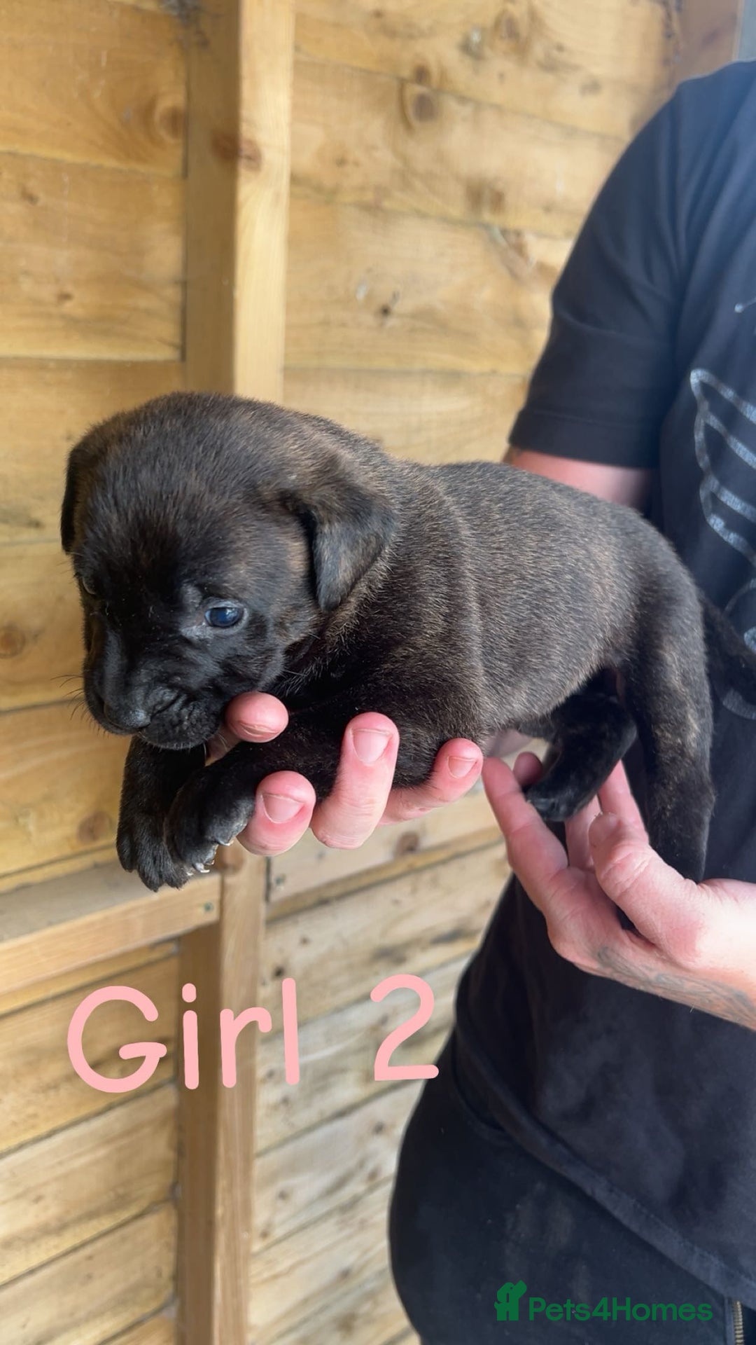 Presa Canario dogs for sale: Presa Canario  - Image 4