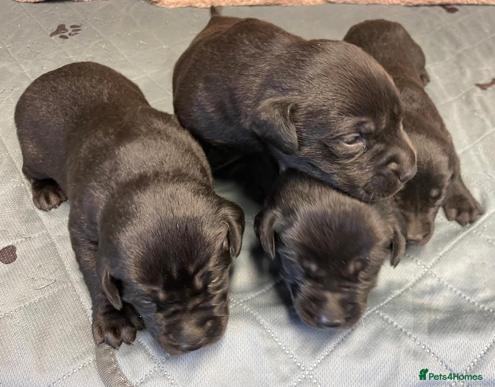 Labrador Retriever dogs Litter of KC Reg Pups from Health Tested Parents - Advert 2