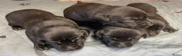 Labrador Retriever dogs for sale: Litter of KC Reg Pups from Health Tested Parents - Advert 2