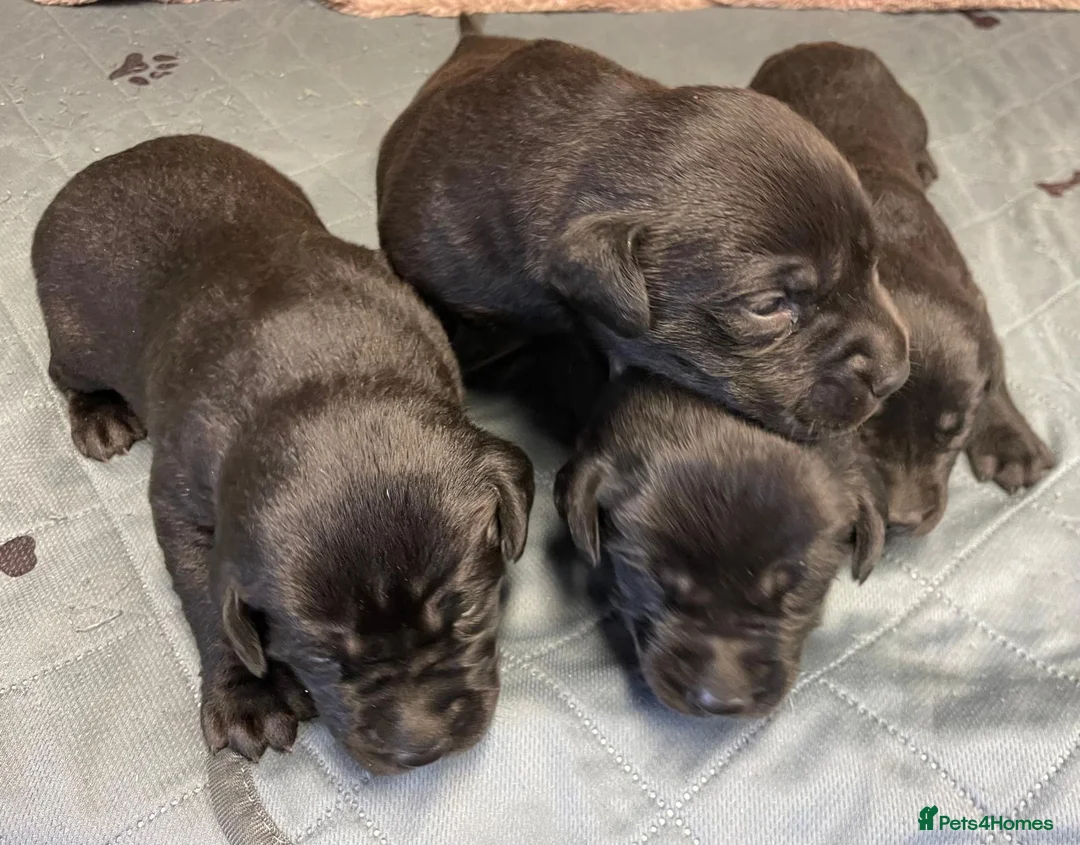 Labrador Retriever dogs for sale: Litter of KC Reg Pups from Health Tested Parents - Advert 2