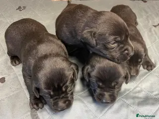 Labrador Retriever dogs Litter of KC Reg Pups from Health Tested Parents - Advert 2